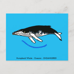 Carte Postale Baleine à bosses  - Faune - Nature -