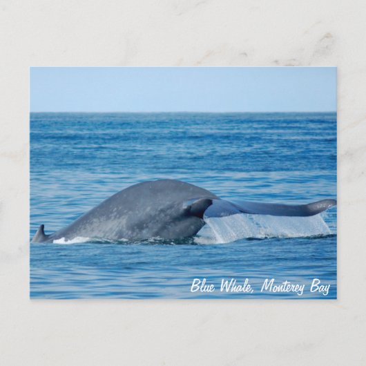 Carte postale Baleine bleue (Devant)