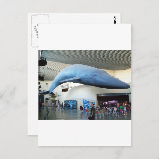Carte Postale Baleine bleue (Devant / Derrière)