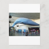 Carte Postale Baleine bleue (Devant)