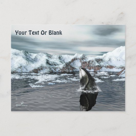 Carte Postale Baleine boréale (Devant)