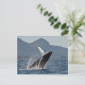 Carte Postale baleine brasseuse (Debout devant)