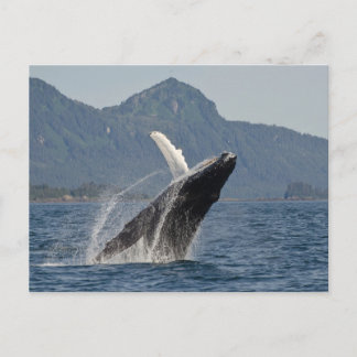 Carte Postale baleine brasseuse