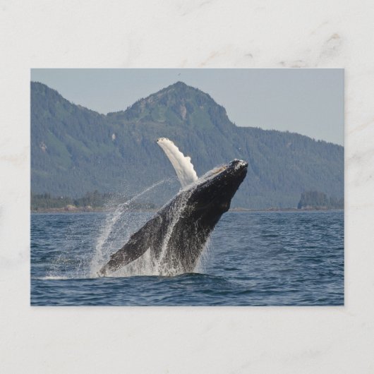 Carte Postale baleine brasseuse (Devant)