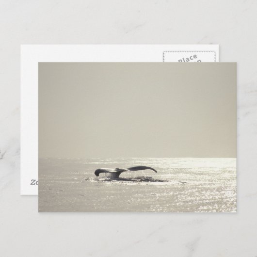 Carte Postale Baleine de bosse, queue au-dessus de la surface de (Devant / Derrière)