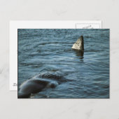 Carte Postale Baleine de Sperm (Devant / Derrière)