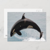 Carte Postale Baleine de Washington Orca (Devant / Derrière)