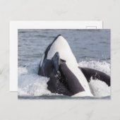 Carte Postale Baleine d'Orca (Devant / Derrière)