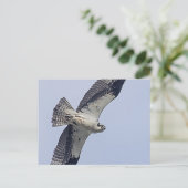 Carte Postale Baleine en vol (Debout devant)