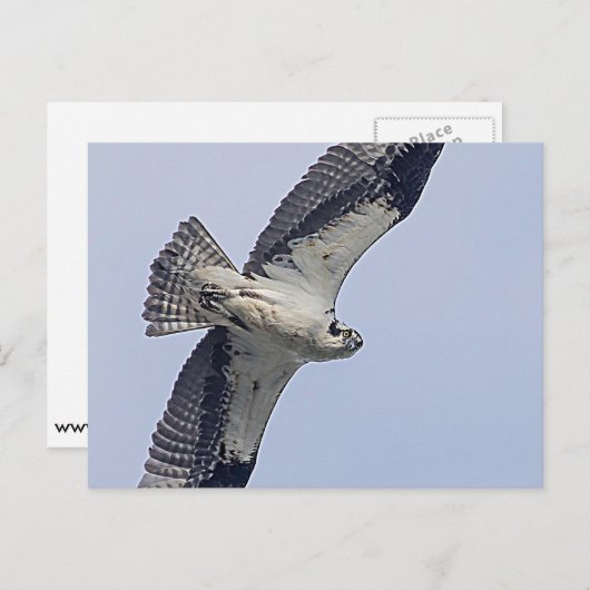 Carte Postale Baleine en vol (Devant / Derrière)