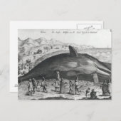Carte Postale Baleine morte (Devant / Derrière)