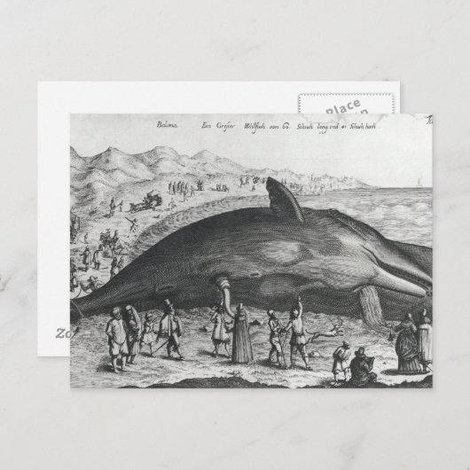 Carte Postale Baleine morte (Devant / Derrière)