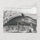 Carte Postale Baleine morte (Devant)