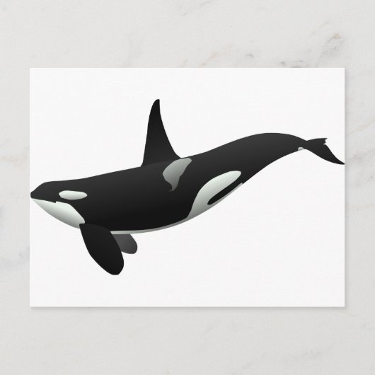 Carte Postale Baleine noire et blanche tueuse à Orca (Devant)