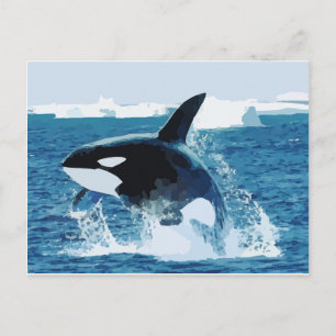 Carte Postale Baleine Orca Eau Animal Mer Océan Poisson Paix Amo