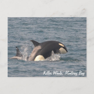 Carte postale Baleine Tueuse (Orca)