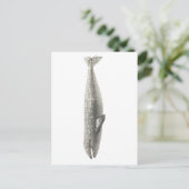 CARTE POSTALE "BALEINE" VIE MARINE (Debout devant)