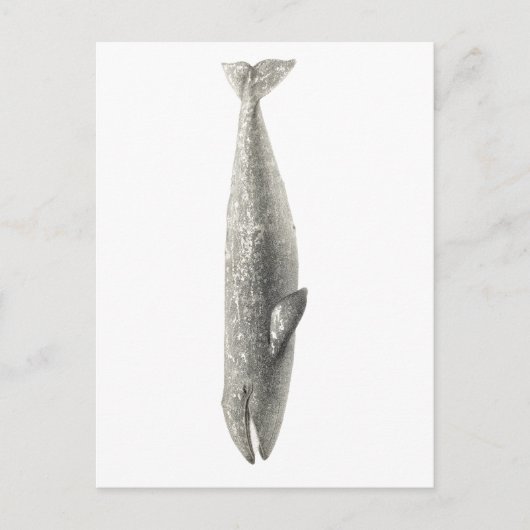 CARTE POSTALE "BALEINE" VIE MARINE (Devant)