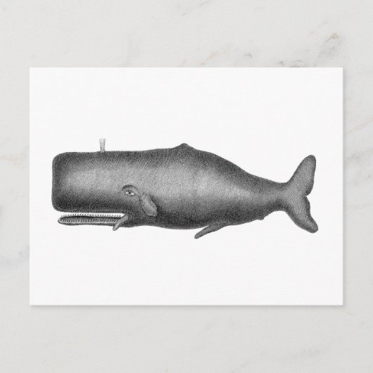 Carte Postale Baleine vintage (Devant)