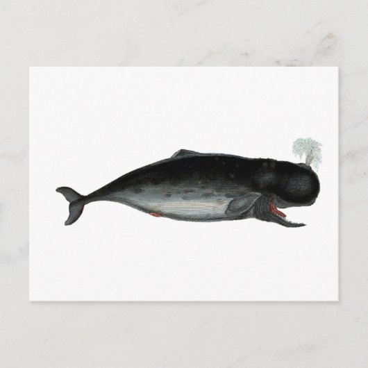 Carte Postale Baleine vintage à rire (Devant)
