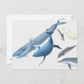 Carte Postale Baleines (Devant / Derrière)