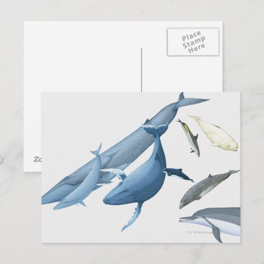 Carte Postale Baleines (Devant / Derrière)
