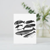 Carte Postale baleines (Debout devant)