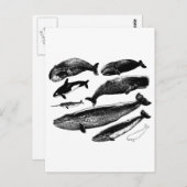 Carte Postale baleines (Devant / Derrière)