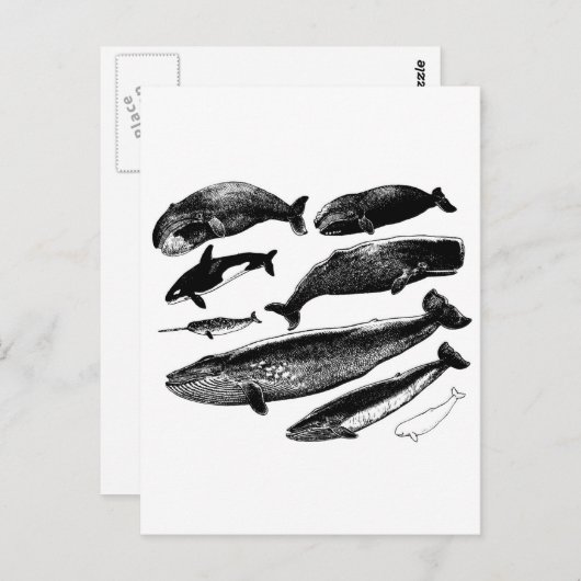 Carte Postale baleines (Devant / Derrière)