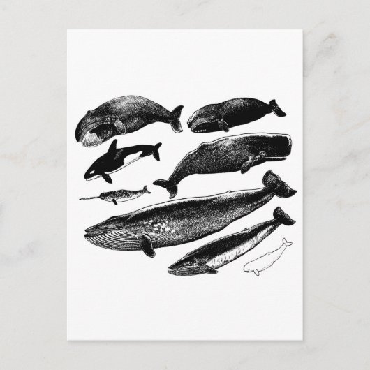 Carte Postale baleines (Devant)