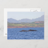Carte Postale Baleines à bosse hawaïennes (Devant / Derrière)
