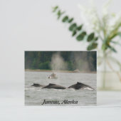 Carte Postale Baleines d'Alaska (Debout devant)