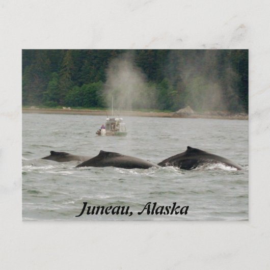 Carte Postale Baleines d'Alaska (Devant)