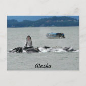 Carte Postale Baleines d'Alaska (Devant)