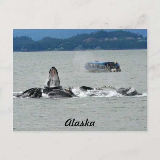 Carte Postale Baleines d'Alaska (Devant)