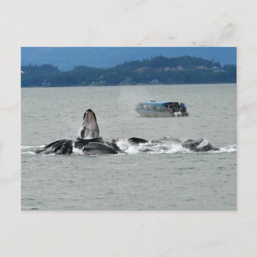 Carte Postale Baleines d'Alaska (Devant)