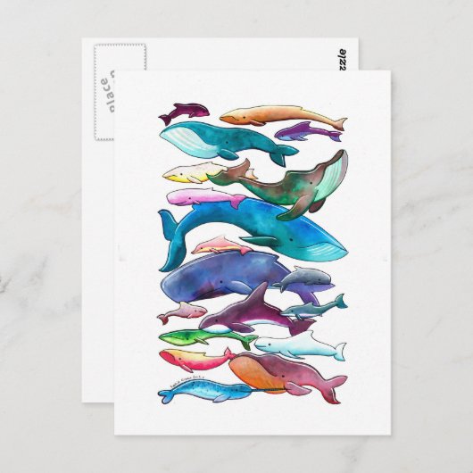 Carte Postale Baleines, dauphins et marsouins (Devant / Derrière)