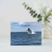 Carte Postale Baleines en Galapagos Père Noël Cruz Ecuador (Debout devant)