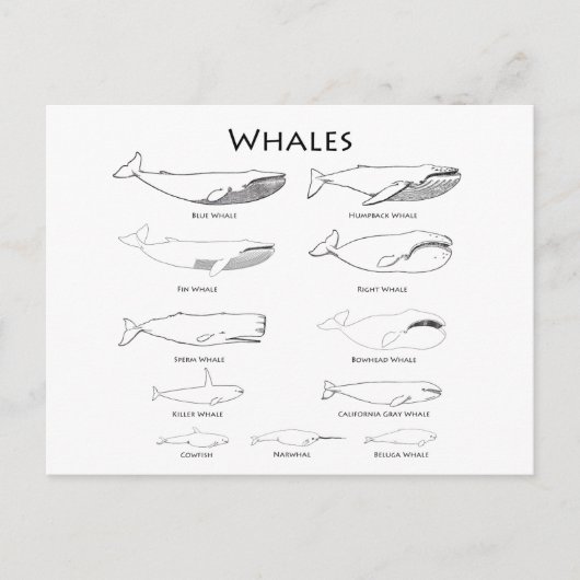 Carte Postale Baleines (illustrations d'art linéaire) (Devant)