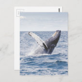 Carte Postale Baleines qui repoussent l'eau (Devant / Derrière)