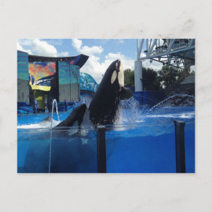 Carte Postale Baleines tueuses en Floride