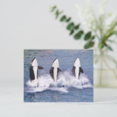Carte Postale Baleines tueuses sautant hors de l'eau (Debout devant)