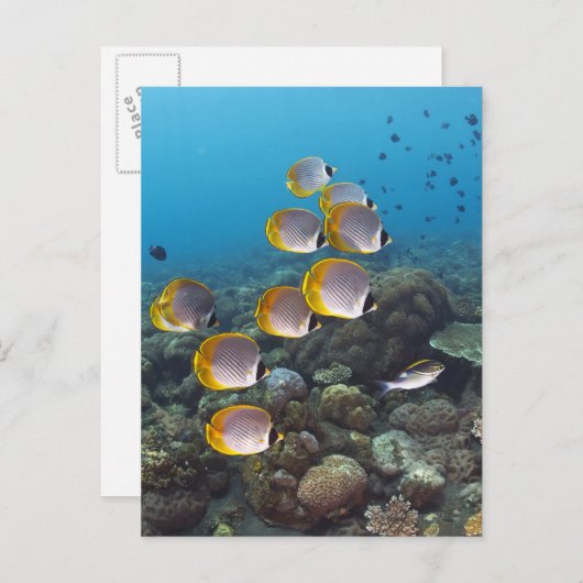 Carte Postale Bali, Indonésie (Devant / Derrière)