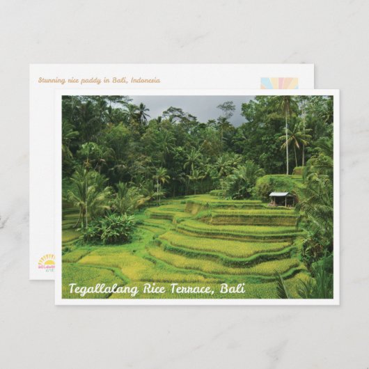 Carte Postale Bali Rice Terraces Scenic Travel Postcard (Devant / Derrière)