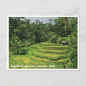Carte Postale Bali Rice Terraces Scenic Travel Postcard (Devant)