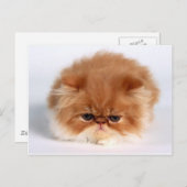 Carte Postale Ball Kitten Perse En Colère (Devant / Derrière)