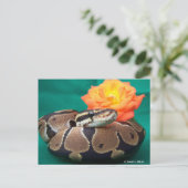 Carte Postale Ball Python, arrière - plan vert, rose orange (Debout devant)
