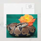 Carte Postale Ball Python, arrière - plan vert, rose orange (Devant / Derrière)