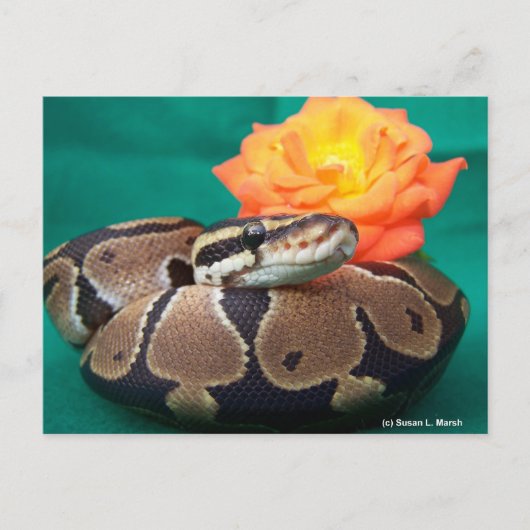 Carte Postale Ball Python, arrière - plan vert, rose orange (Devant)