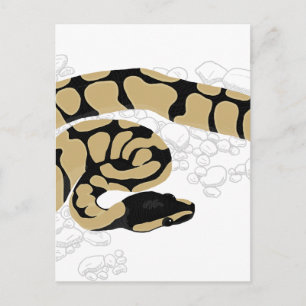 Carte Postale Ball Python Snake